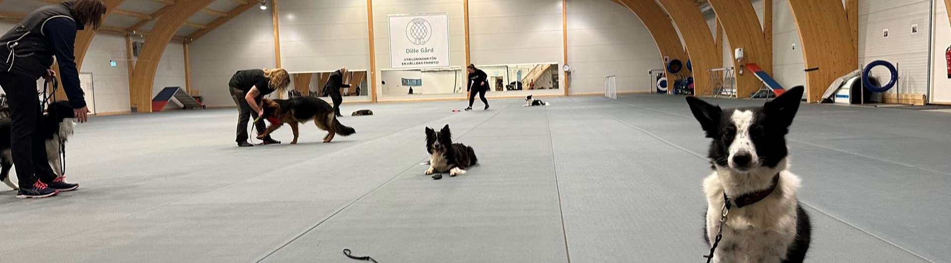 Bilden tagen under klubbträning för Östersunds Brukshundklubb i Dillehallen.