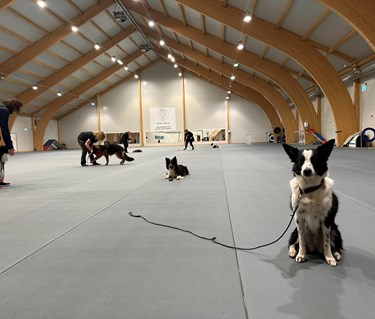 Bilden tagen under klubbträning för Östersunds Brukshundklubb i Dillehallen.